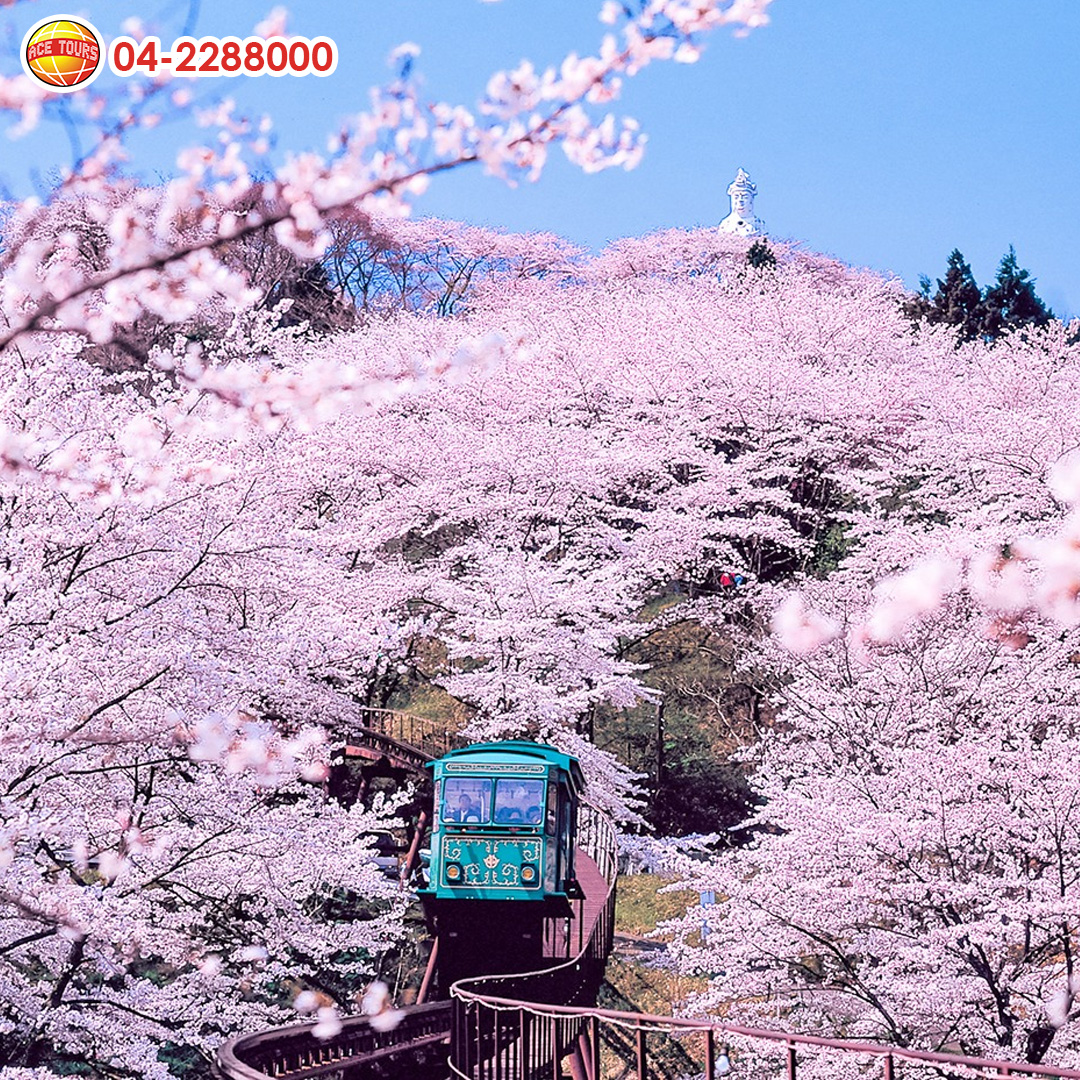 Tohoku Sakura Tohoku Sakura