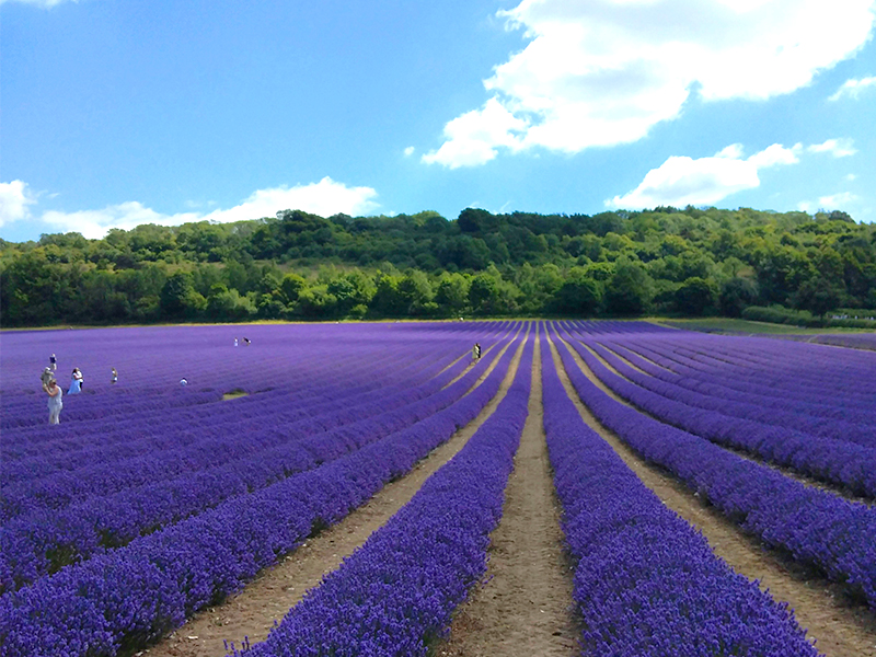Lyndoch-Lavender-Farm-02