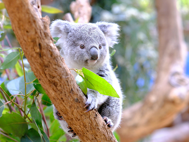 Maru-Koala-Animal-Park