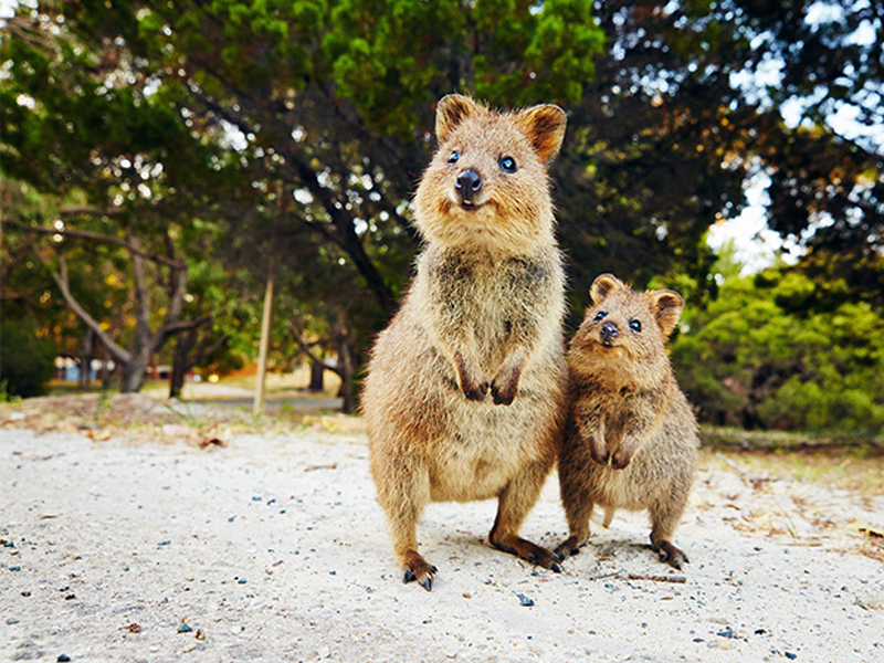 Rottnest