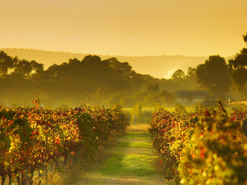 The-Swan-Valley-02
