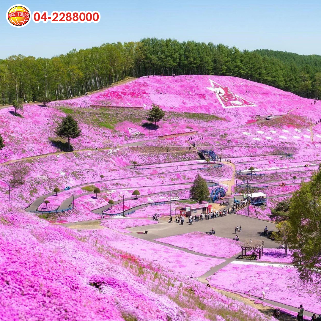 Hokkaido-Shibazakura