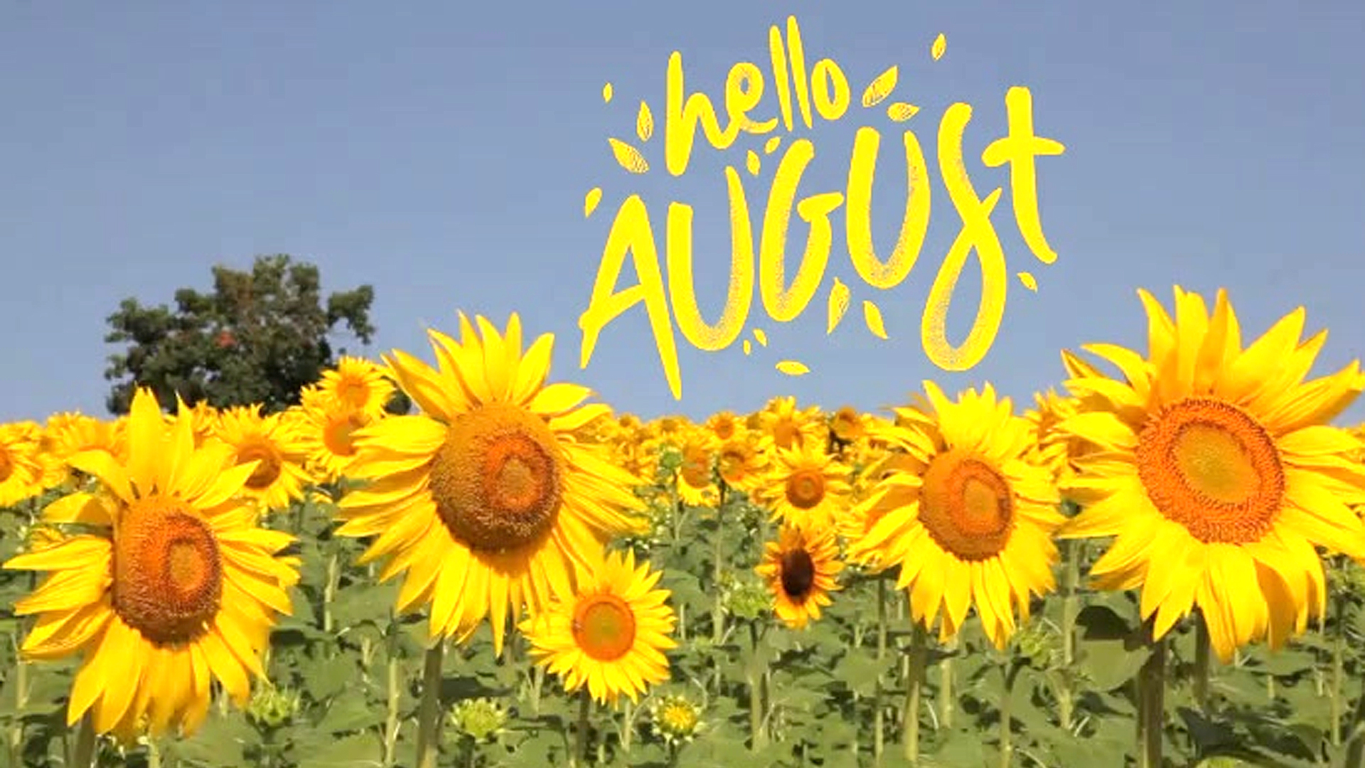 August-ads